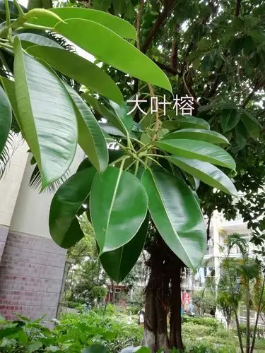 明德大学的美篇
