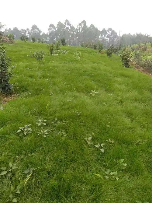 鼠茅草美图分享丨不一样的山坡果园