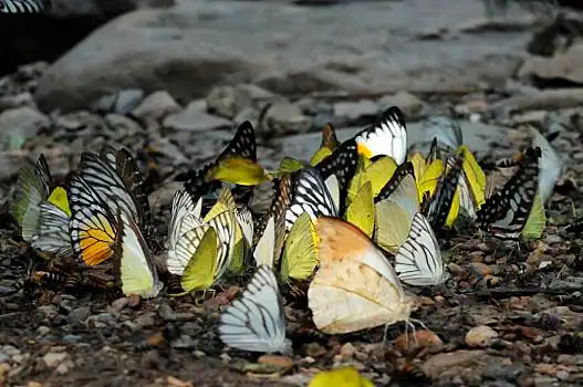 成群,蝴蝶,石头