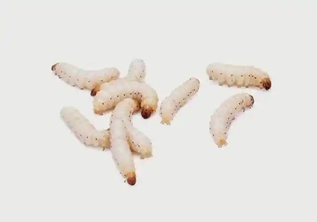 蛆是普通苍蝇的幼虫.蛆长约3-12毫米,没有腿,是