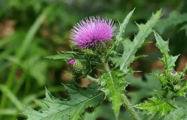 农村一种带刺的野草, 竟是一味中药, 能治高血压病,肺结核