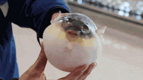 传说中拼死吃的河豚,到底有有多好吃?_手机搜狐网