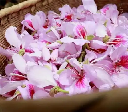 云南施甸美味的白露花已开