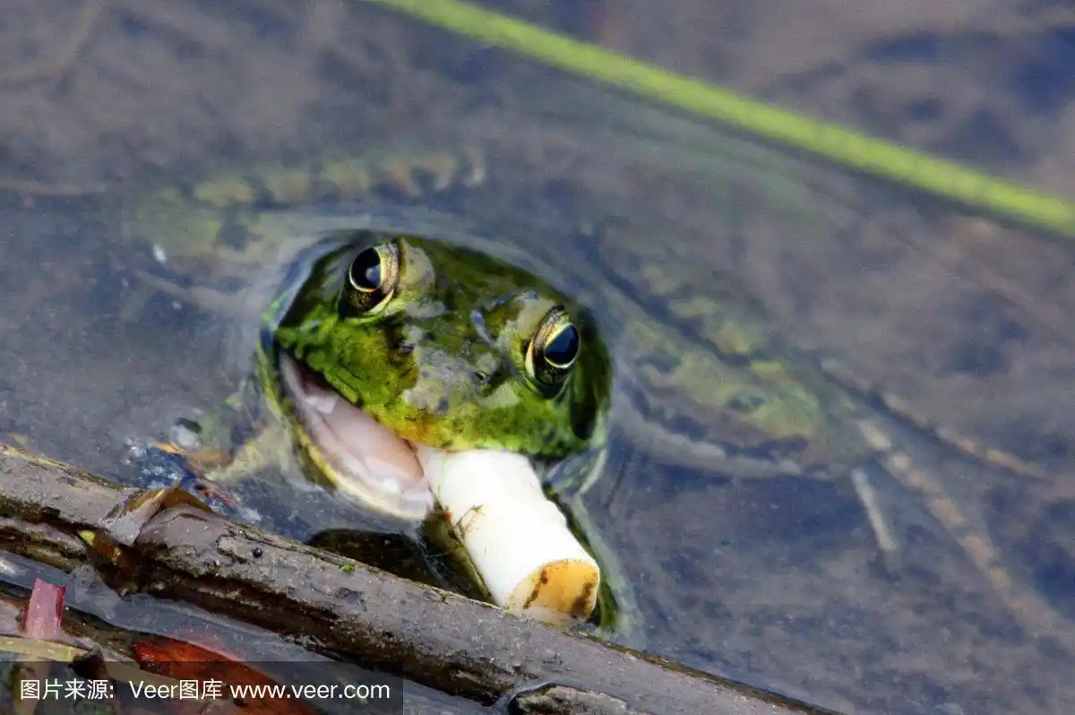 青蛙与香烟