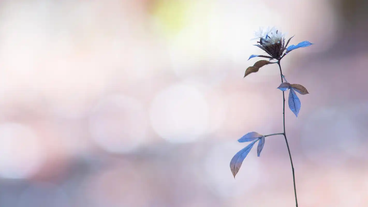 可爱娇小的花朵微距摄影高清桌面壁纸