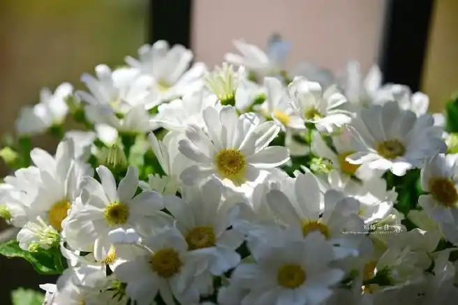 白色瓜叶菊,前几年冬天在阳台上每年养得特别好没有阳台就搞不定了.