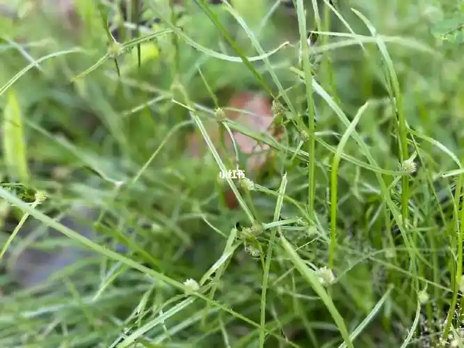 百草园 4 水蜈蚣