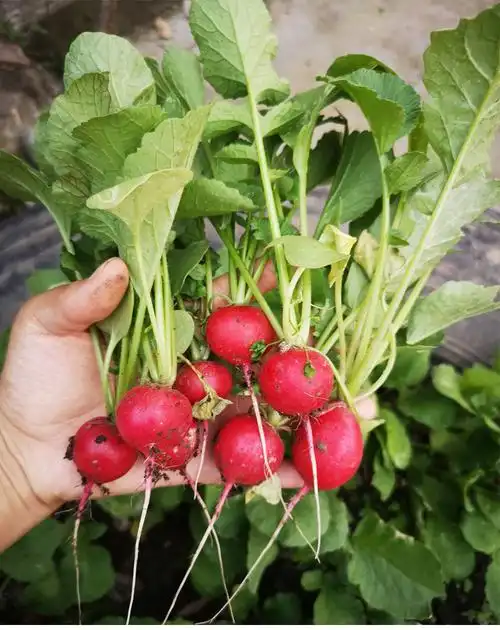 樱桃萝卜种子高产水果萝卜种蔬菜种子室内阳台盆栽早熟易种萝卜种