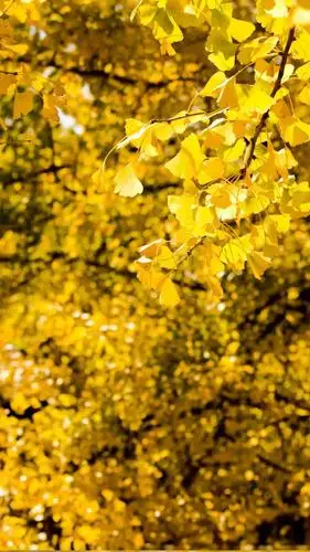 向右滑动查看原图温暖的阳光下和家人,友人一起静坐在银杏树下吃着