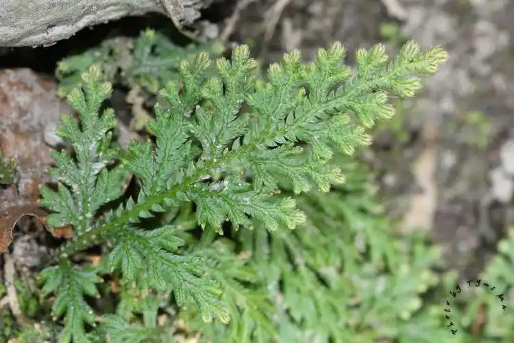 异叶卷柏selaginella moellendorffii hieron., 1902