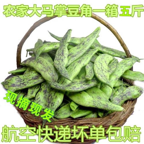 特色大马掌豆角特产新鲜蔬菜油豆角农家自种花豆角油豆角 精品马掌5斤