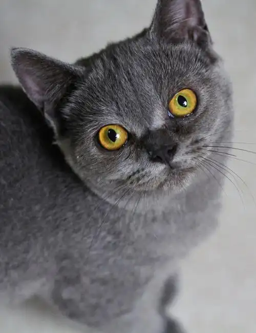 可爱的小灰灰～～灰猫