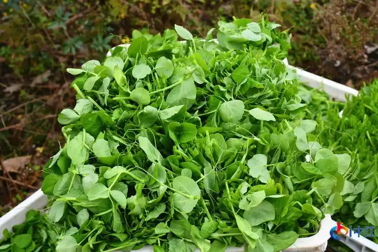 贯彻落实党代会精神小小豌豆尖蔬写致富新篇章