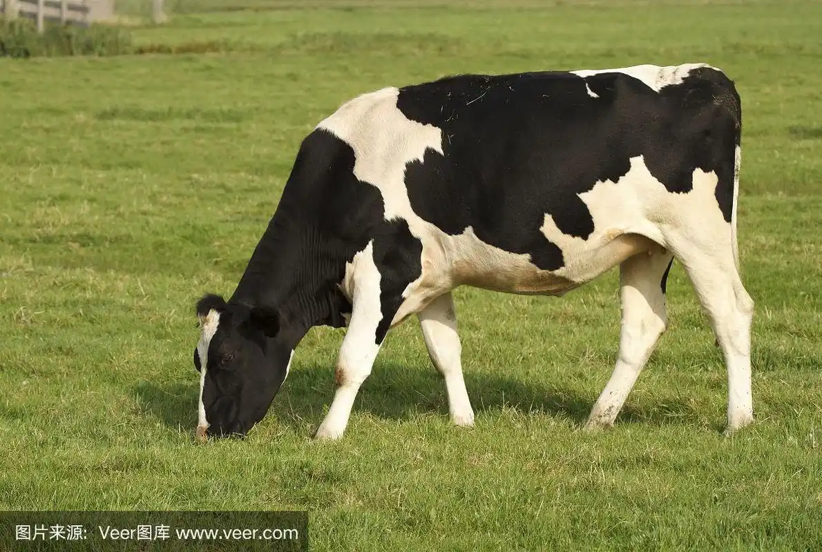 黑白奶牛