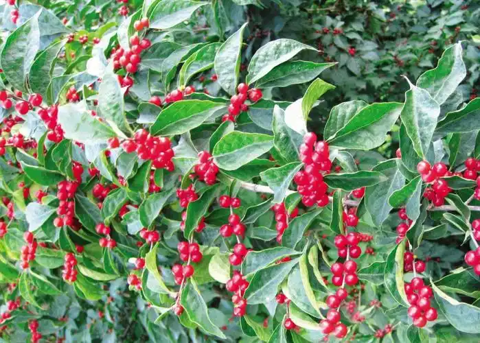 金银忍冬-园林植物-专业词典