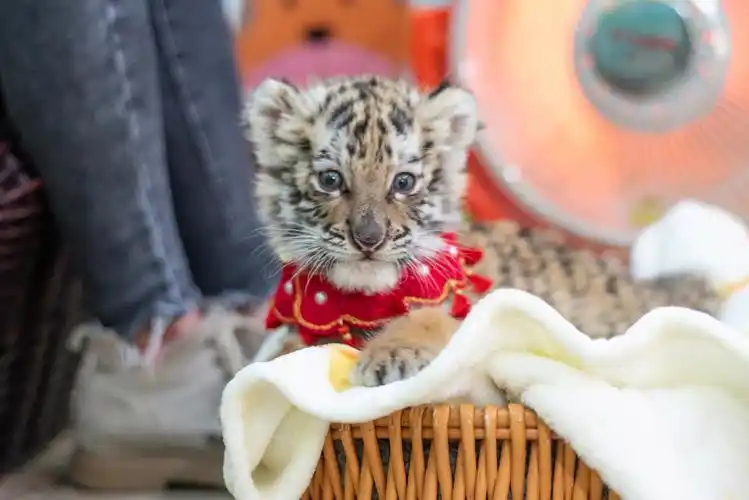 虎年迎虎福新生东北虎幼崽萌翻游客