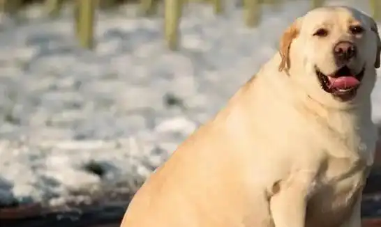 拉布拉多的5大优点和4大缺点养前要了解清楚