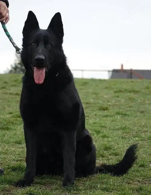 高智商的东德牧羊犬不该被遗忘