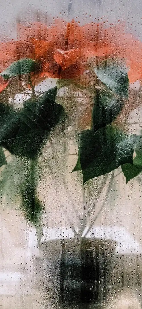 年12月4日 17:13   关注  欧美壁纸 花卉壁纸 风景壁纸 壁纸 聊天背景