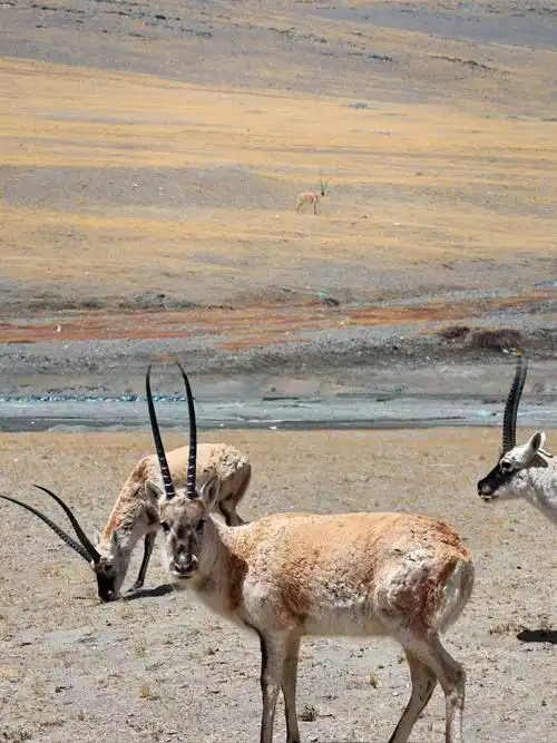 青海格尔木公开审理重大藏羚羊盗猎案 两主犯潜逃25年终获刑