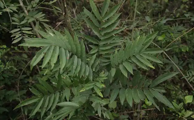 地方名叫九牛力,是治疗肩周炎的主药,母药,很难得,来收藏吧