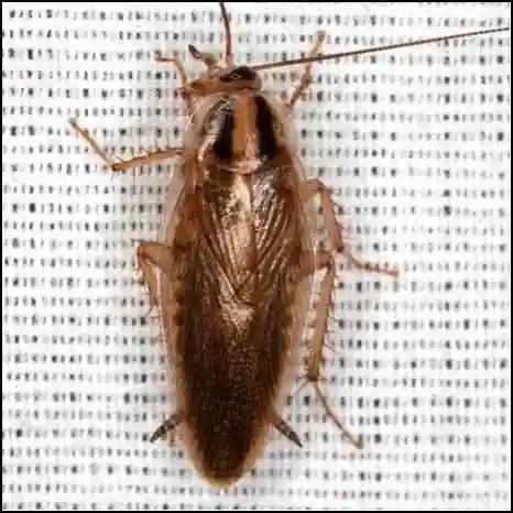 美国的北方也能见到一些大蠊,比如我现在所在的新泽西;我的推测是美国