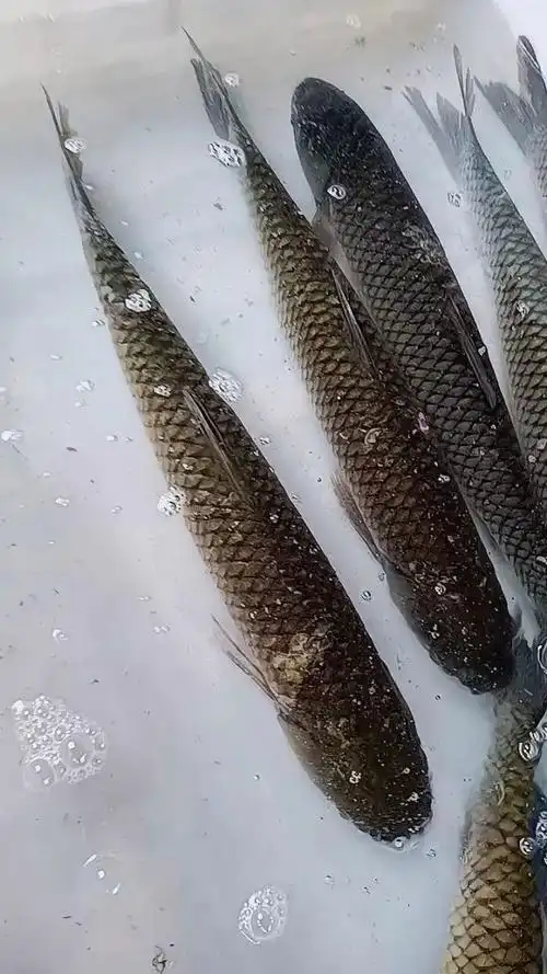 超靓的山塘鱼95还有几条,有来帮衬的吗哈哈90