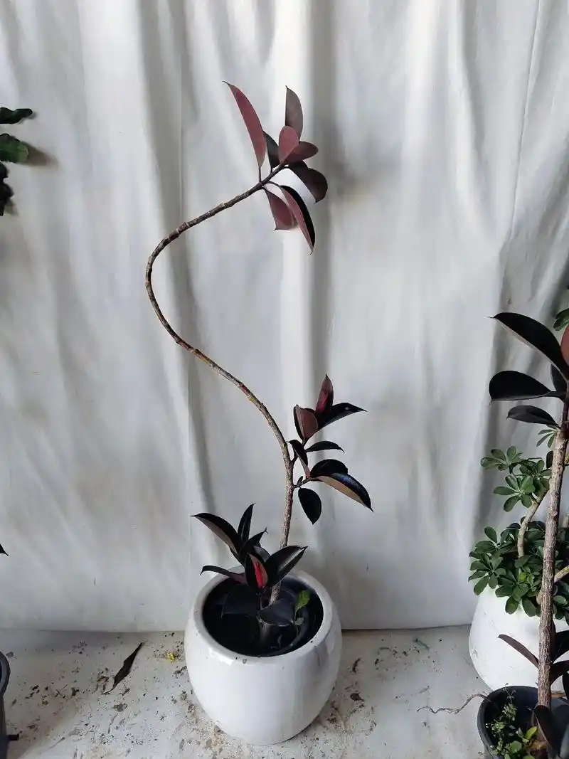 花卉绿植 #客厅植物推荐 网红绿植造型黑金刚橡皮树 - 抖音