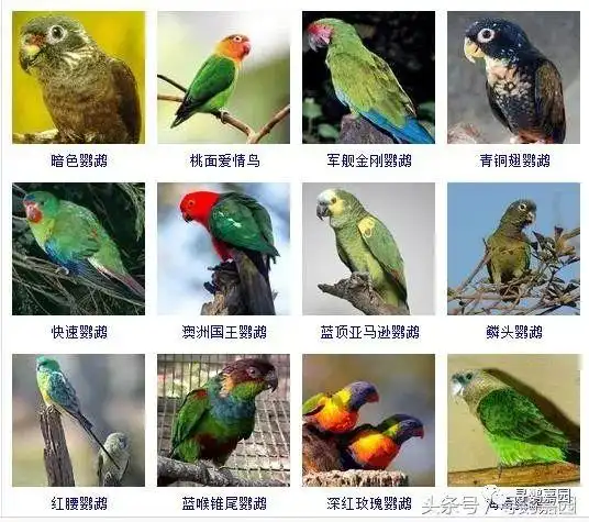 鹦鹉的所有品种大全没见过整理这么仔细的