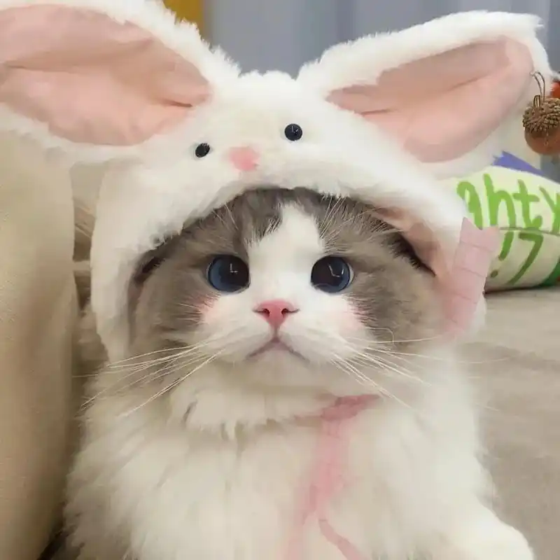 可爱猫猫头像.#桐萧阁 #可爱到爆炸99 #用你的可爱治愈所 - 抖音