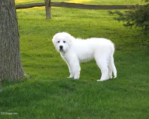 great pyrenees wallpapers, pictures & breed information