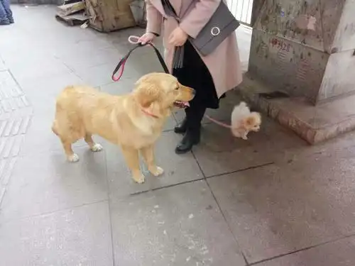 出售一只存金毛个一只比熊串