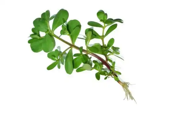 妈妈菜,长寿草……亦食亦药"马齿苋"