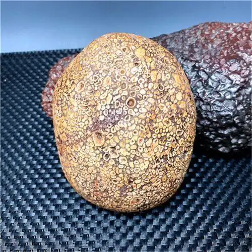 西藏法螺天珠原石