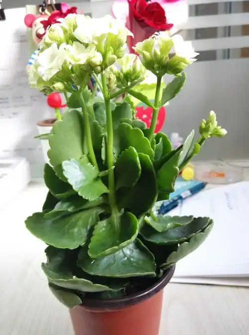 这个花是什么啊?能防辐射不?怎么养?谢谢