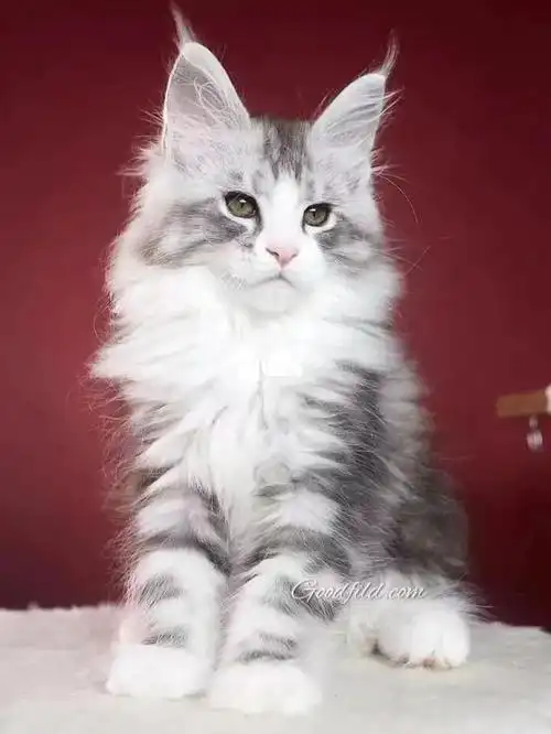 5个月[色][色][色]#缅因猫  #缅因库恩猫  #缅因  #棕虎斑缅因猫  #猫