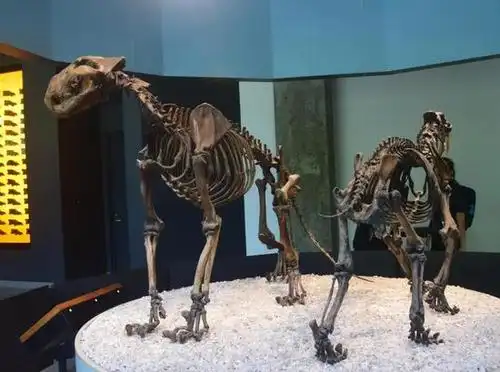 美国加利福尼亚沥青湖出土的狮子骨架(左),右侧为同一产地出土的刃齿