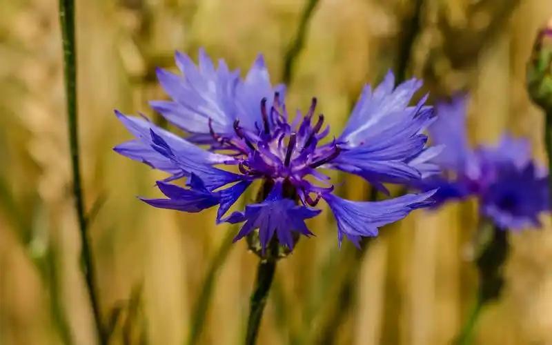 清新唯美矢车菊花卉桌面壁纸
