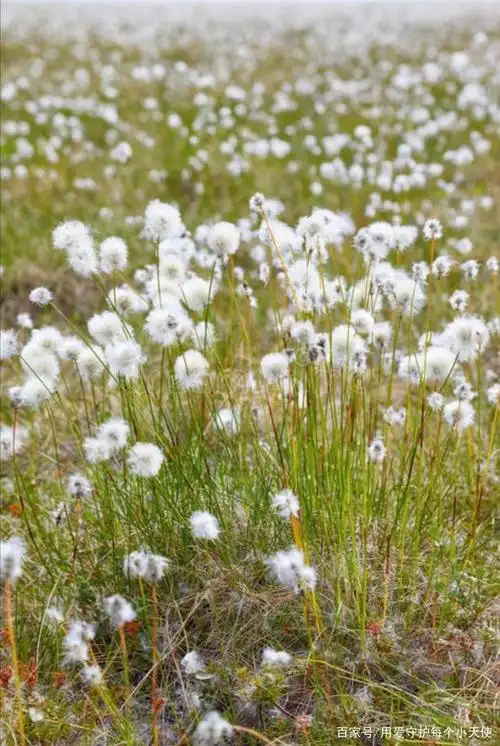 羊胡子草披着棉外套悄悄盛开,分外鲜活地点缀出早春的颜色