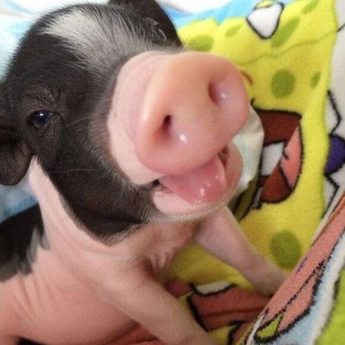 抖音网红可爱宠物猪泰国纯种小香猪迷你吉祥猪高颜值萌宠幼崽巴马 公