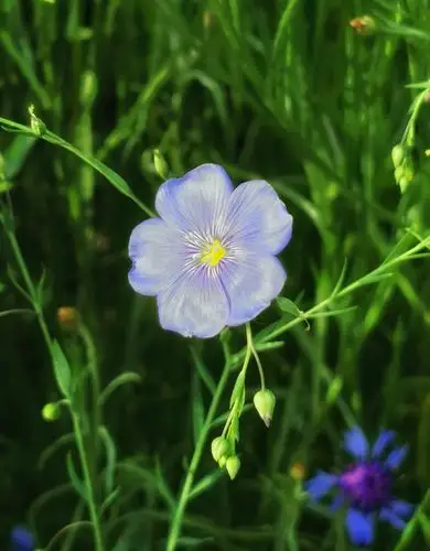 原野中的小花小草