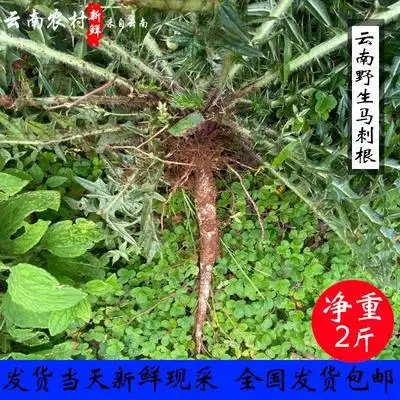 大蓟根 云南野生马刺根 新鲜现挖 马刺草恶鸡婆自生自长2斤包邮