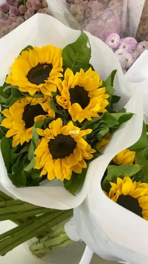 a级黑心向日葵给冬天的杭州带来一丝温暖