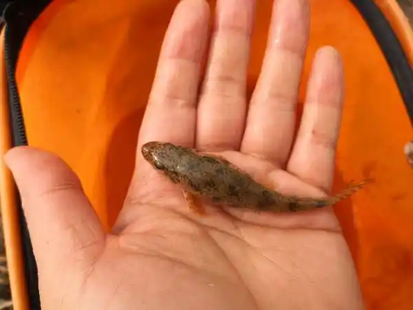 如图  ,      应为     鲤科       cyprinidae        棒花鱼属