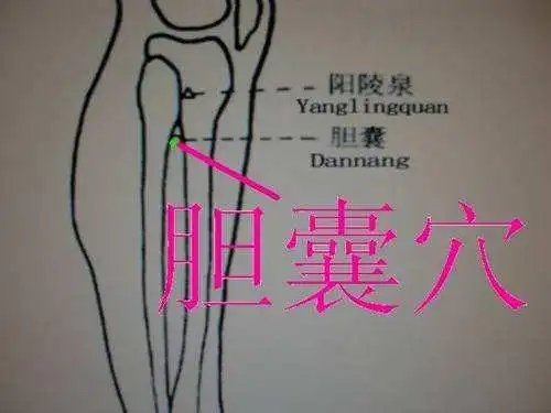胆囊穴(经外奇穴)