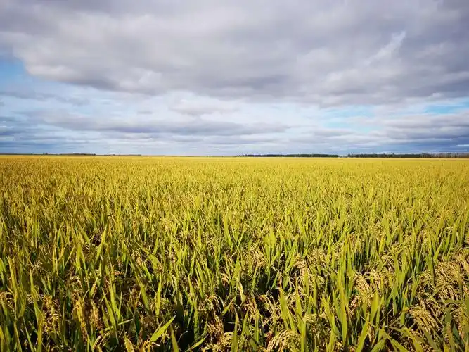 建三江-中国饭碗