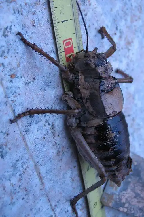 直翅目·螽亚目·蟋螽总科:蟋螽