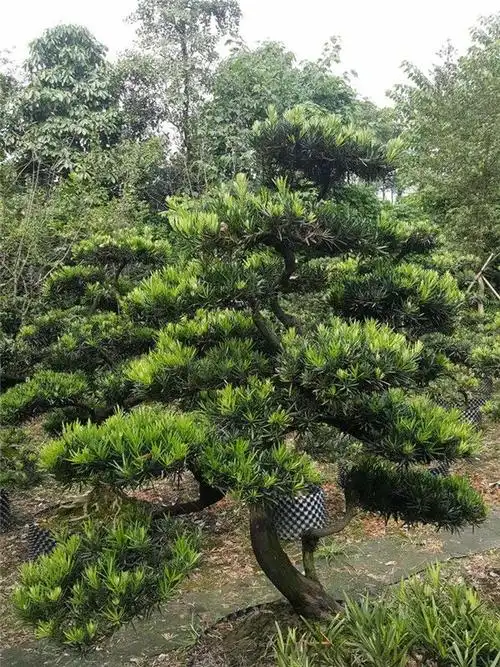 罗汉松如何修剪造型-四川成都途美园林