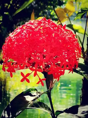 西双版纳的奇花异木