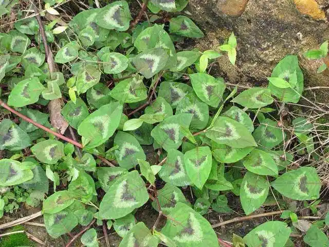 什么是火炭母看到图片你是不是很熟悉呢